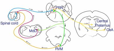 The Spino-Parabrachial Pathway for Itch